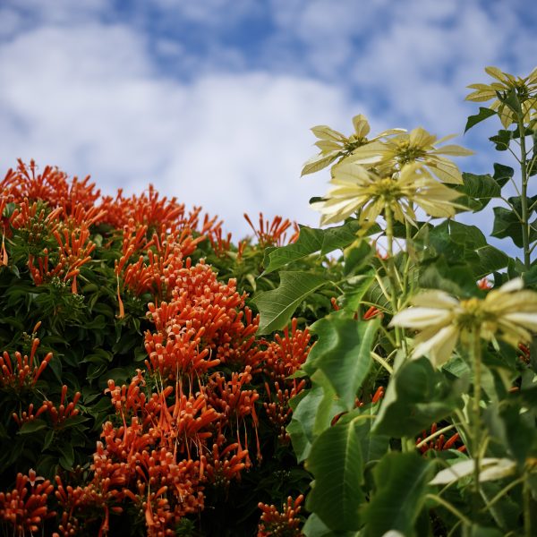 Red and White Flowers at Villa Maria retirement village
