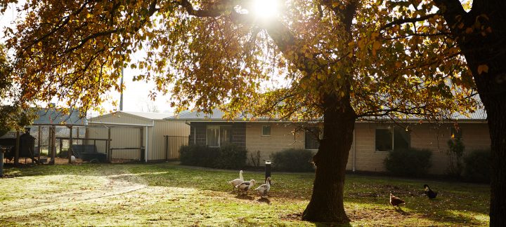 Mercy Place Colac retirement village with three ducks and two chickens in the foreground, and sunlight breaking through a large tree