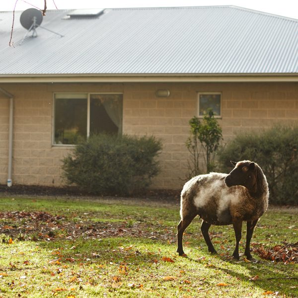 A white sheep outside a home at Mercy Place Colac