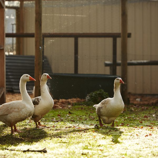 Close-up of three ducks at Mercy Place Colac