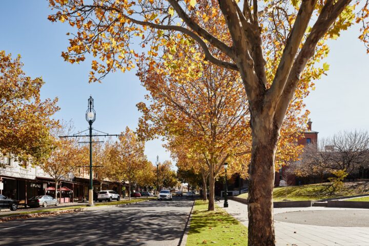A Bendigo street in Autumn with golden trees